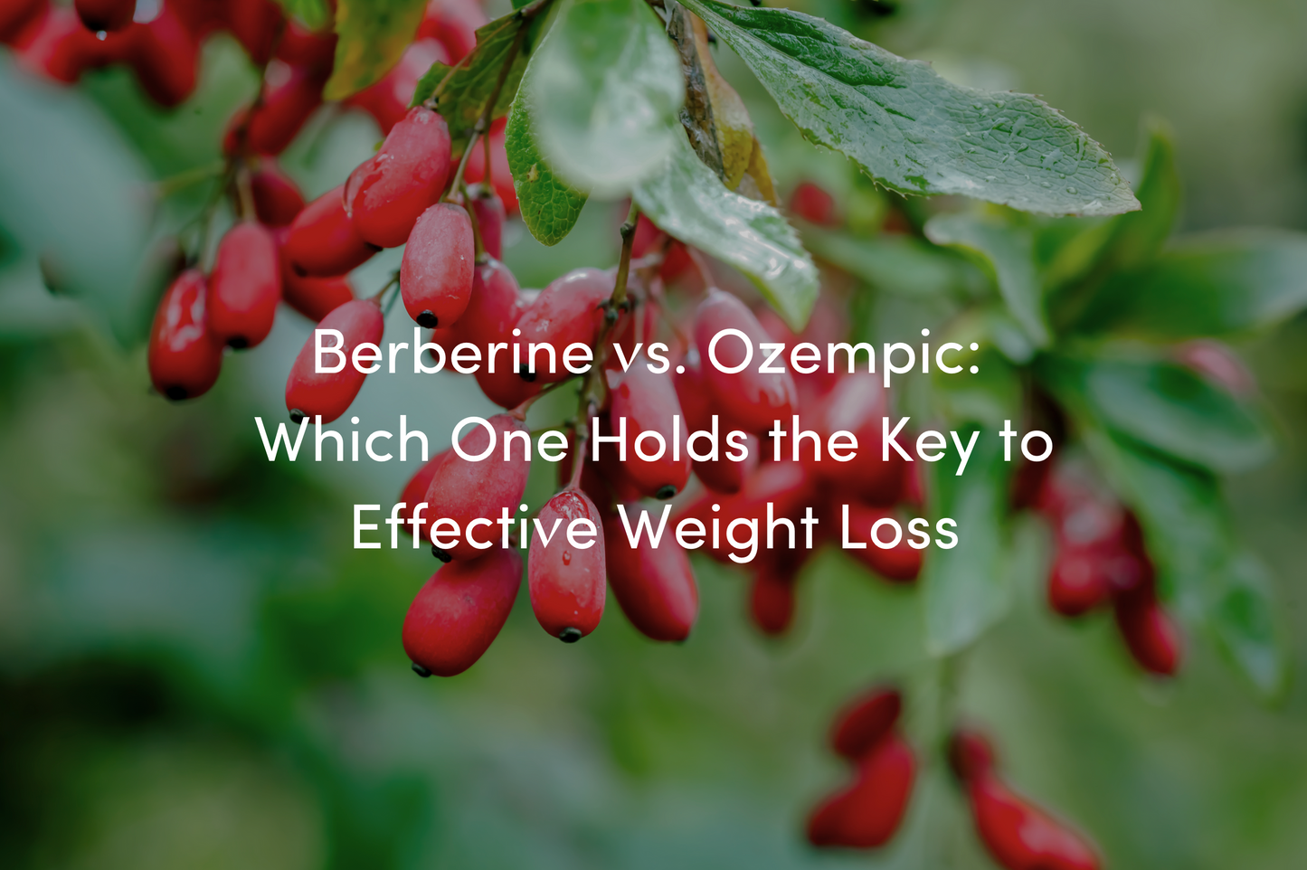 Berberine vs. Ozempic: Which one holds the key to effective weight loss