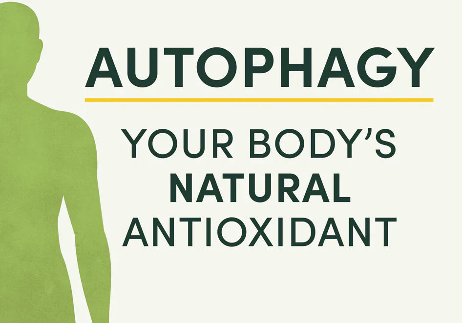 Autophagy benefits as a natural antioxidant for detox and GLP-1 support