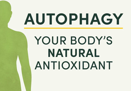Autophagy benefits as a natural antioxidant for detox and GLP-1 support
