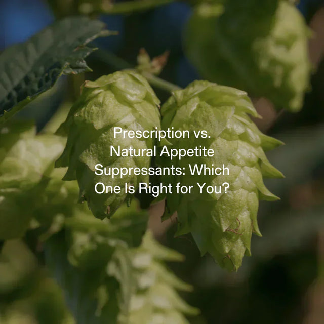 Close-up of hops plant – natural appetite suppressant ingredient compared to prescription options