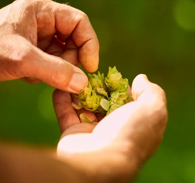 Hand harvesting New Zealand hops – natural ingredient in Calocurb GLP-1 supplement for appetite control